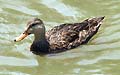 Guy Fanguy - Artist - Animals - Louisiana - Native Animals (28).jpg Size: 43785 - 5